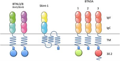 New Insights Into the Regulation of γδ T Cells by BTN3A and Other BTN/BTNL in Tumor Immunity